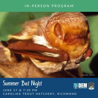 An Eastern red bat on the event flyer for Summer Bat Night 2024.