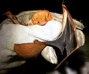 bat being held by gloved hand