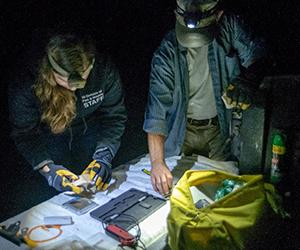 two people using equipment to examine a bat at night