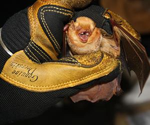 eastern red bat held in a gloved hand