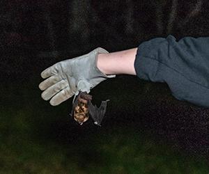 bat held upside down by gloved hand