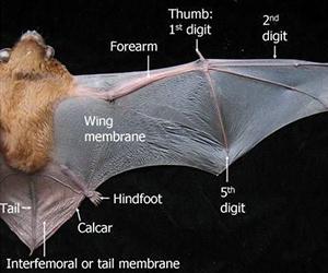 diagram of a bat wing