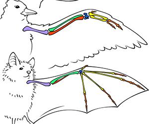 bones of bat wing highlighted in multiple colors