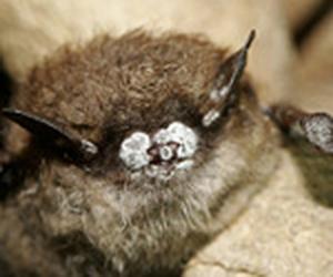 Little brown bat with white-nose syndrome (USFWS)