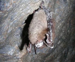 A hibernating bat with white-nose syndrome (USFWS)