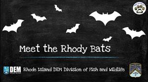 meet the rhody bats lesson cover