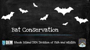 Bat Conservation lesson cover
