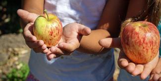 hands holding apples