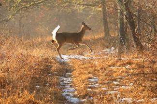 A female white-tailed deer leaps across a path in the winter. 
