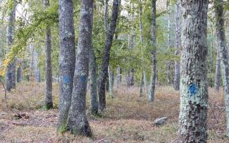 Trees marked with blue paint to be salvaged as part of a forest thinning project