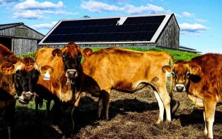 A group of cows stare directly at camera with a large barn with rooftop solar in the background