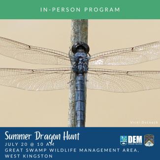A dragonfly perches on the flyer for Summer Dragon Hunt