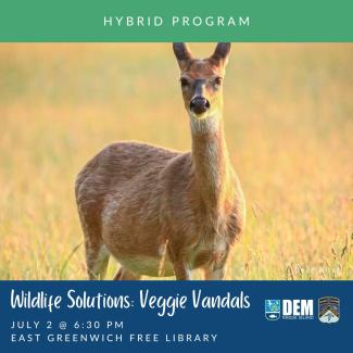 A white-tailed deer on the flyer for Wildlife Solutions: Veggie Vandals