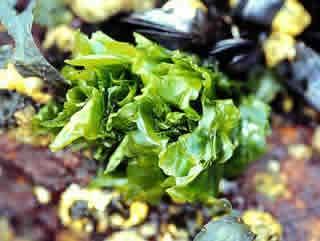 Sea Lettuce