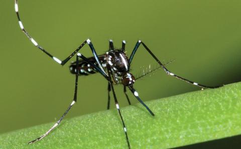 Asian Tiger Mosquito with a black body and distinctive white banding on it's legs
