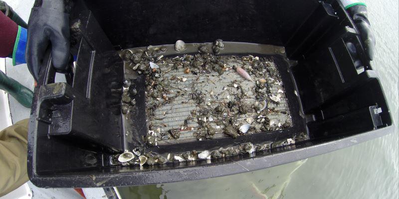 Pond Shellfish Coastal Pond Shellfish | Rhode Island Department of Environmental ...