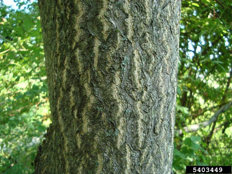 Ri/fs Tree In the Weeds: Trees | Rhode Island Department of Environmental Management