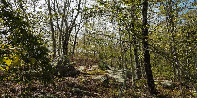 Ri/fs Tree Forest Stewardship Program | Rhode Island Department of Environmental ...