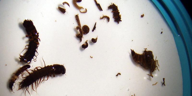 Biological Monitoring in Rivers and Streams | Rhode Island Department ...