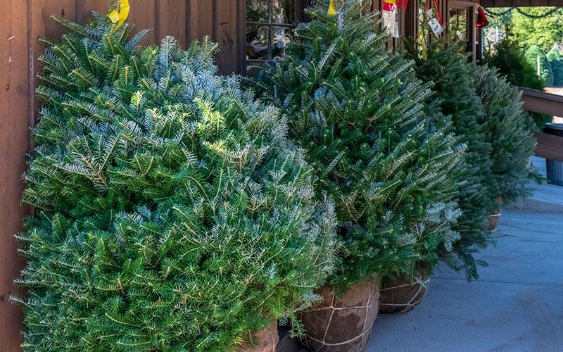 Ri/fs Tree RI Grown: Buy Fresh, Get Local | Rhode Island Department of ...