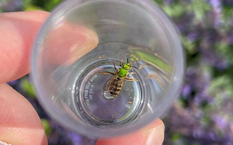 Ri State Insect The Rhode Island Pollinator Atlas | Rhode Island Department of ...