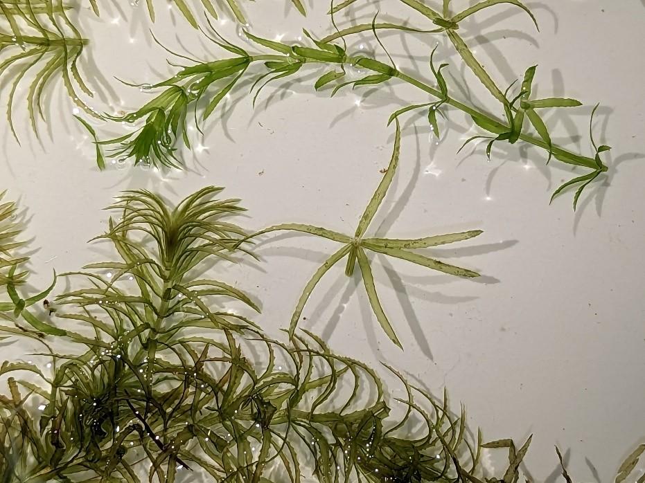 DEM Announces RI's First Detection of Aquatic Invasive Plant Hydrilla in Indian Lake, South