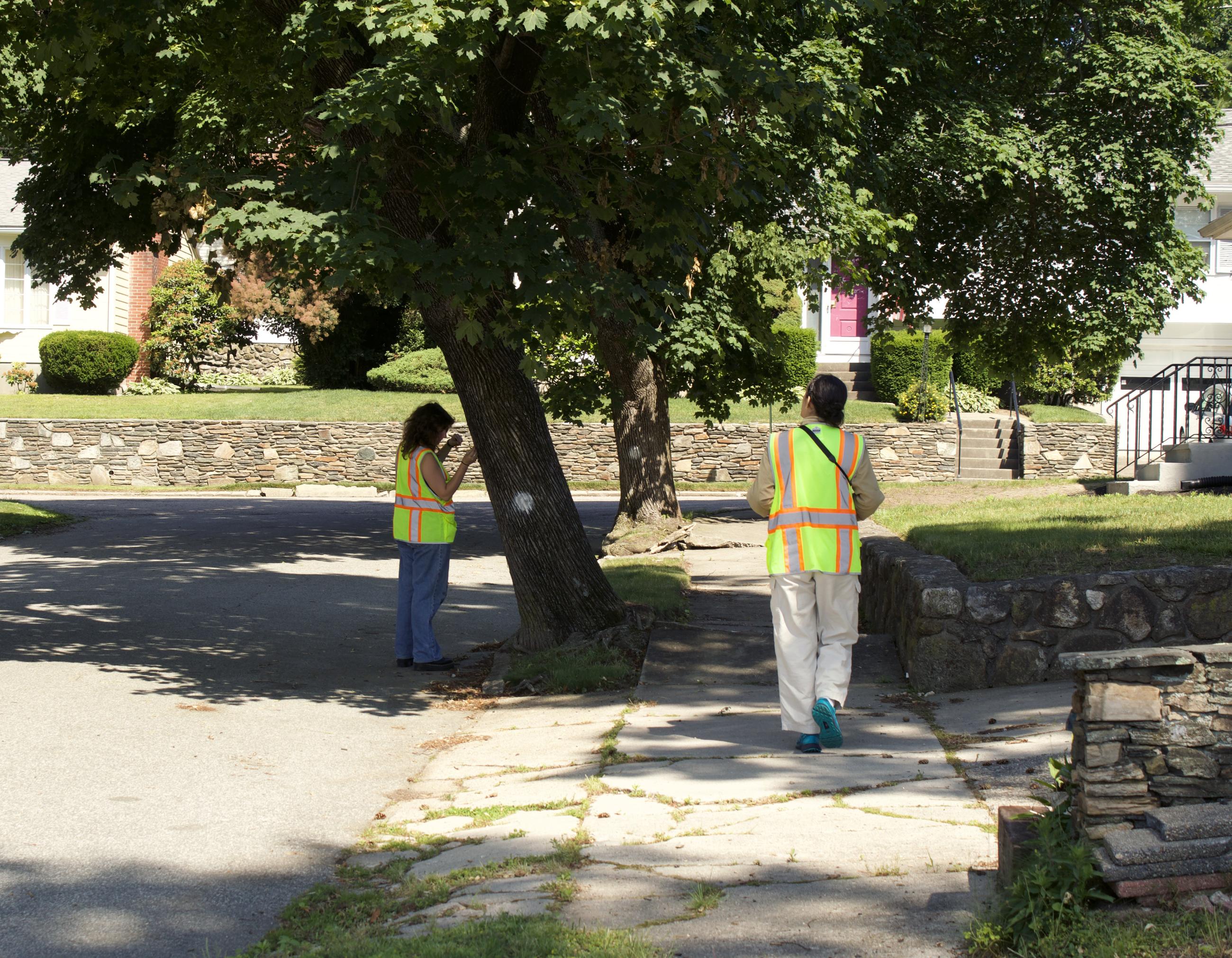 Urban Tree Inventory | Rhode Island Department of Environmental Management