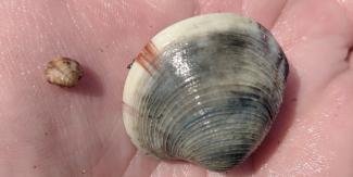 clamshell in a hand