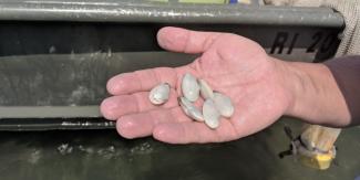 hand holding juvenile soft shell clams