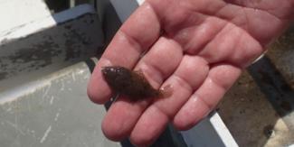 winter flounder in a person's hand