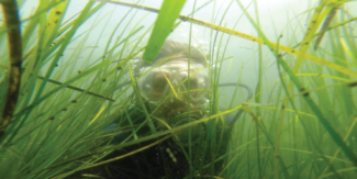 diver peering through underwater reeds