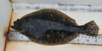 summer flounder (fluke) being measured
