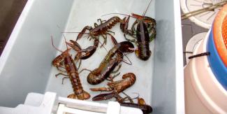 lobsters in a white cooler