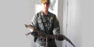 officer holding a 2-1/2 foot alligator