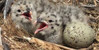 Baby seagulls in a nest