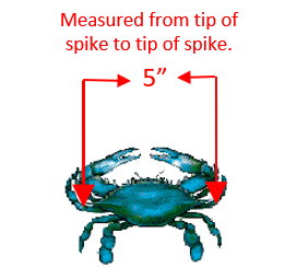 illustration of blue crab measurement