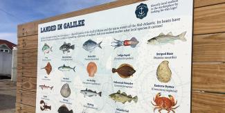 image of types of fish caught in Galilee hanging on a wooden board