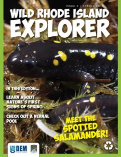 Wild RI Explorer cover with Meet the Spotted Salamander