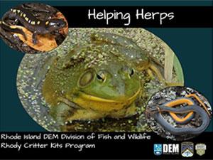 frog on cover of lesson named Helping Herps