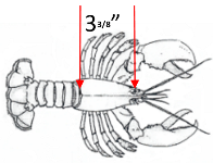 illustration of lobster measurement