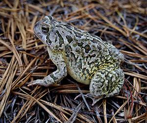 grey frog on brown grass