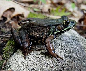 dark frog on rock