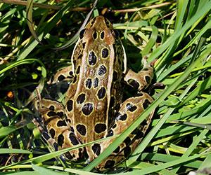 yellowish frog with black spots in grass