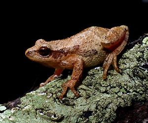 brown frog on green-grey branch
