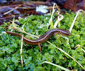 brown lizard-like creature in grass
