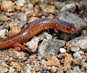 brown lizard-like creature on rocks