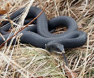 black snake in weeds