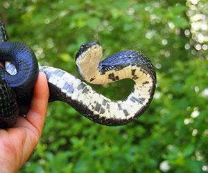 black snake with white underbelly being held above grass