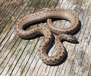 brown snake with brown spots on wood deck