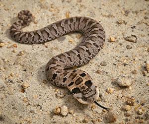 brown snake with brown markings on sand